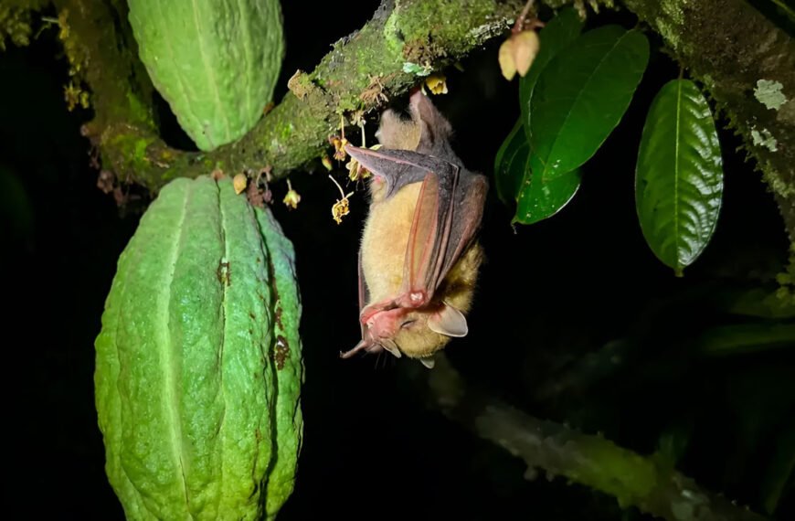 Murciélagos, escudo natural del cacao en el Huila