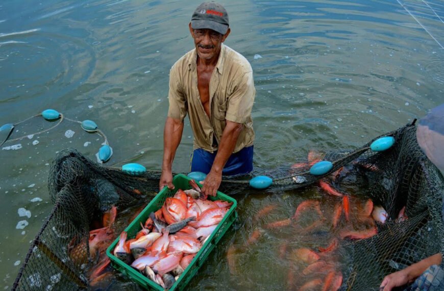 Plan para salvar la tilapia del Huila