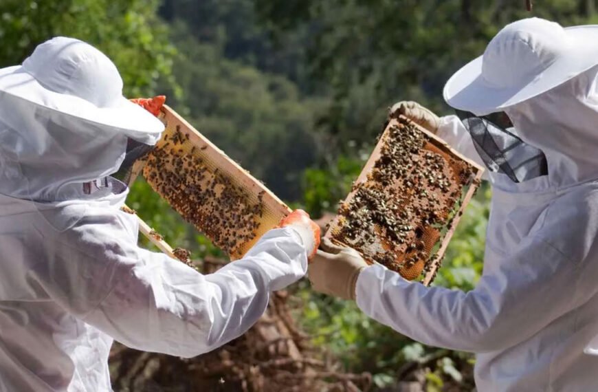 El Niño amenaza al sector apícola