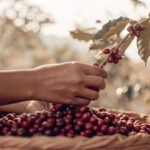 Fedecafeteros exige revelar origen del café en empaques