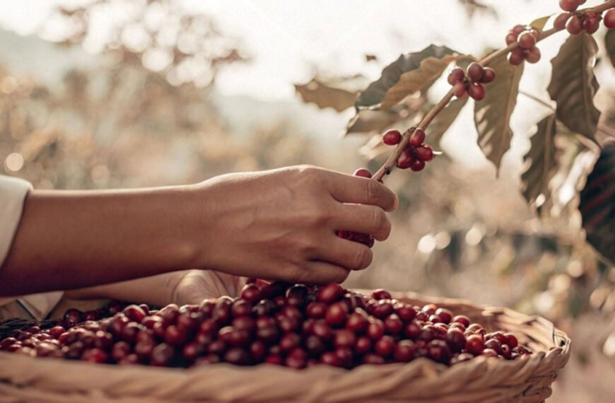 Fedecafeteros exige revelar origen del&hellip;