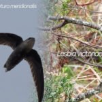 Huila alcanza las 760 especies de aves con dos nuevos hallazgos