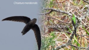 Huila alcanza las 760 especies de aves con&hellip;