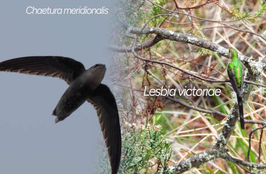 Huila alcanza las 760 especies de aves con dos nuevos hallazgos