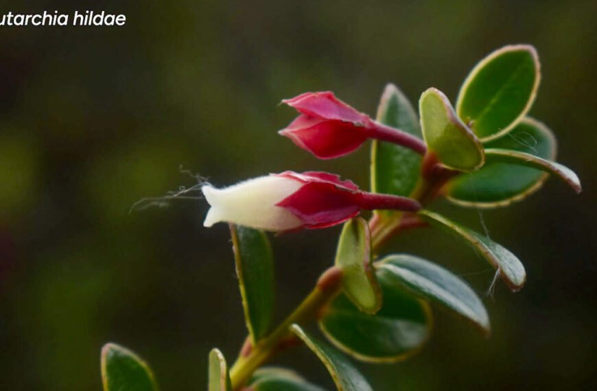 Plutarchia hildae: un nuevo tesoro botánico del Huila