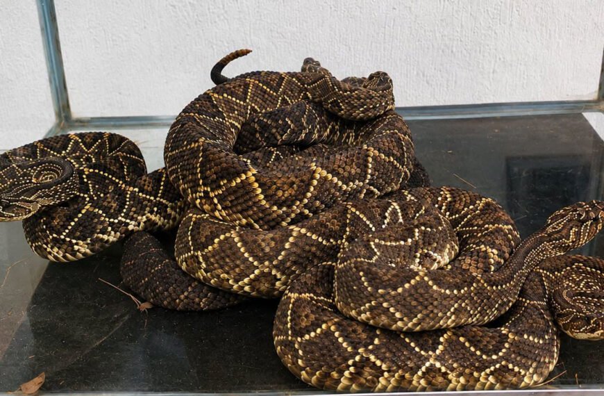Rescatan serpientes cascabel en Huila&hellip;