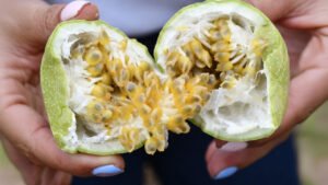 Ruta de la cholupa: turismo y sabor en&hellip;
